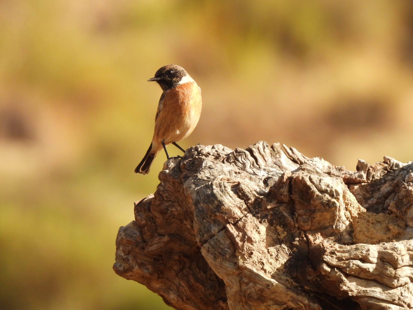 whatsapp image 2025 11 22 at 11.30.20